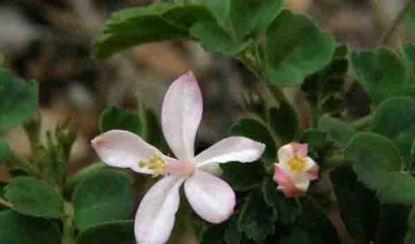 Tropik bitkinin komponenti aqressiv döş xərçənginin inkişafını boğdu