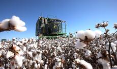 Azərbaycan yanvar ayında pambıq ixracını 23% artırıb