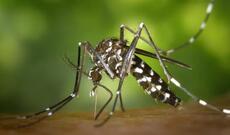 Alimlər 29 ölkədə çikunqunya virusunun yayılması riski barədə xəbərdarlıq ediblər