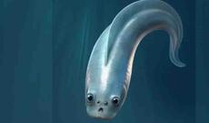 İnsanların ən qədim əcdadları dörd gözə sahib olublar