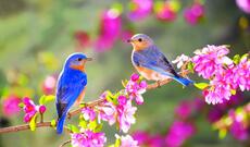 Bu il yaz fəsli Azərbaycana martın 20-də daxil olacaq