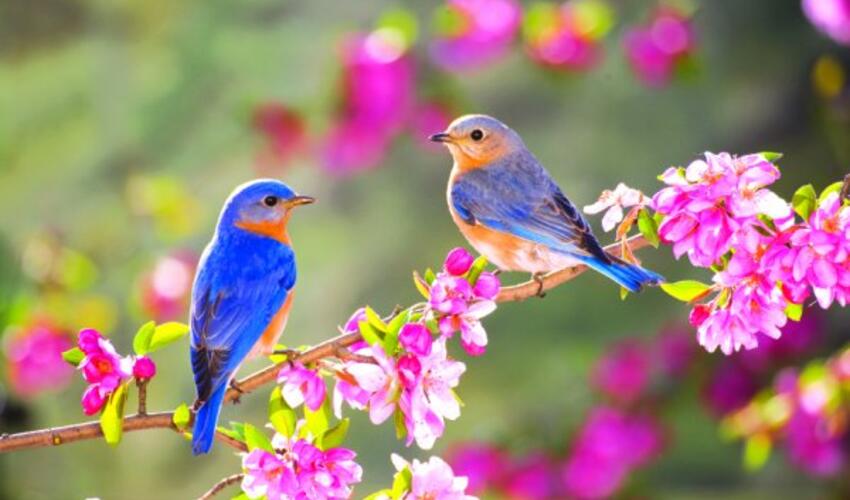 Bu il yaz fəsli Azərbaycana martın 20-də daxil olacaq