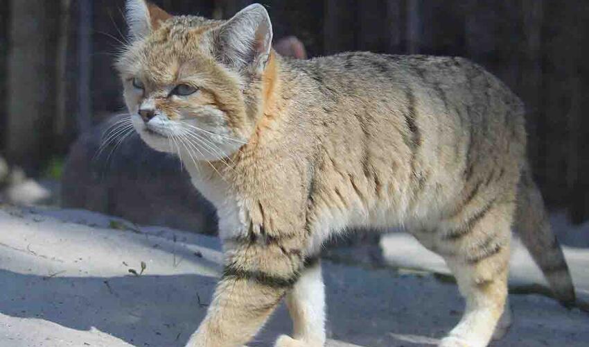 İt kimi hürür və yalnız səhrada yaşayır: alimlər ən sirli pişiyi adlandırıblar