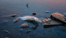 Balıqların müəmmalı şəkildə kütləvi ölümü ciddi narahatlıq yaradıb