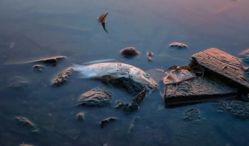 Balıqların müəmmalı şəkildə kütləvi ölümü ciddi narahatlıq yaradıb