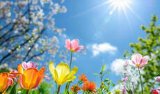 Sabah paytaxtda hava əsasən yağmursuz olacaq