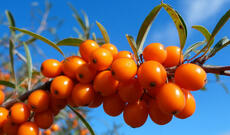 Qan şəkərini aşağı salmaq üçün yeni təbii vasitə tapılıb