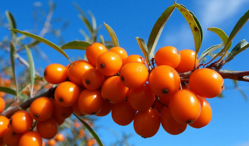 Qan şəkərini aşağı salmaq üçün yeni təbii vasitə tapılıb