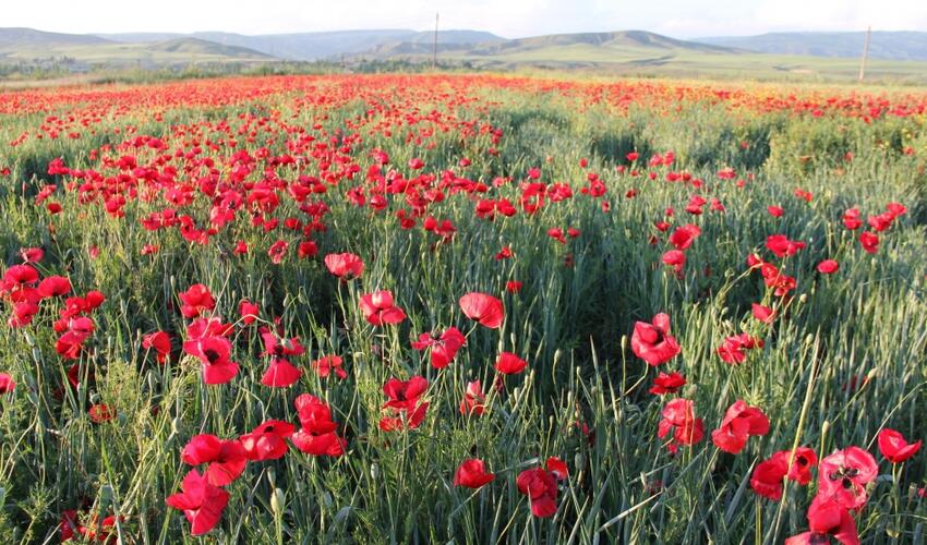 Sabahın hava proqnozu açıqlanıb