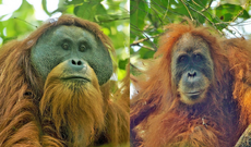 İndoneziyada yağan yağışlar ən nadir orangutanların 7%-ni məhv edib