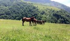 Sabah Azərbaycanda havanın temperaturu 38 dərəcəyədək yüksələcək