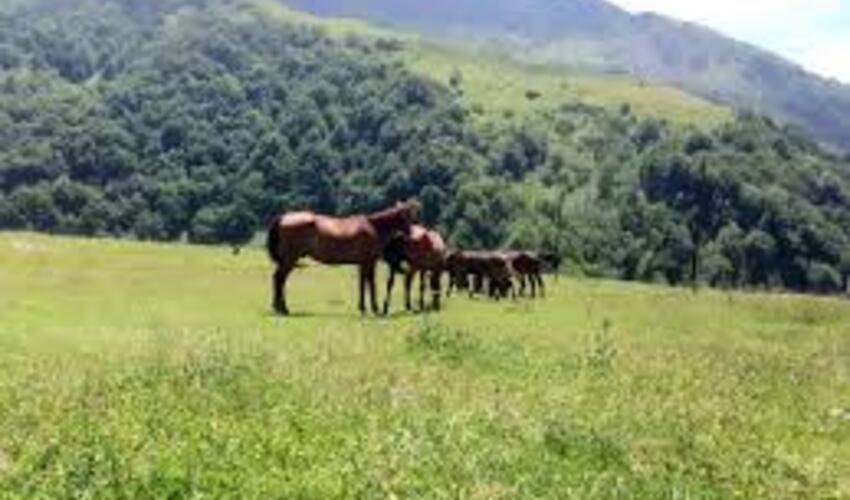 Sabah Azərbaycanda havanın temperaturu 38 dərəcəyədək yüksələcək