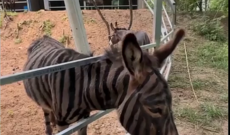 Çin zooparkında eşşəyi boyayıb zebra kimi təqdim etdilər
