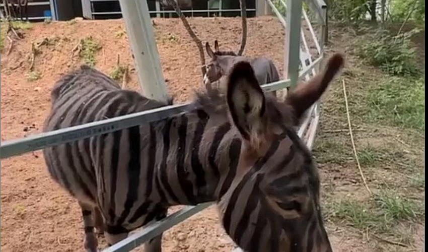 Çin zooparkında eşşəyi boyayıb zebra kimi təqdim etdilər