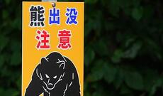 Bir ölkədə 14.000 ayı öldürülüb