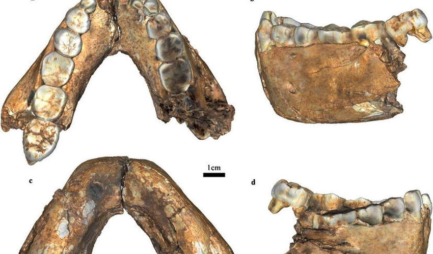 Cənubi Afrikada tapılan kəllə fraqmenti insanların 2 milyon il əvvəl burada yaşadığını təsdiqləyir