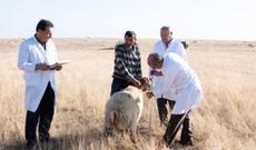 Sabah Çingiz Abdullayevin imza günüdür