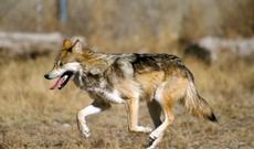 Elşad Xose və Dado narkotiklə tutulublar!