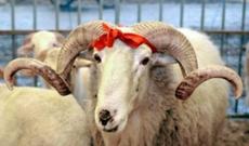 Bakıda qurban kəsiləcək yerlər