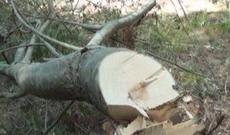 ETSN daha bir nəfəri ağac kəsiminə görə cəzalandırdı