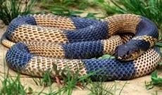 Dünyada hər il 5 milyondan çox insanı ilan sancır