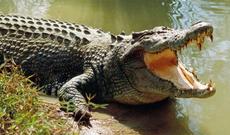 Timsah insanları xaç suyuna salan keşişi öldürdü