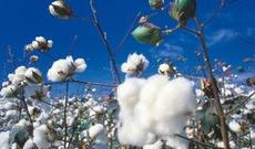 Saatlıda zəhərlənən 21 işçidən 4-ü Bakıya göndərilib