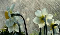 Yaxın iki gündə hava şəraiti dəyişəcək, yağış yağacaq