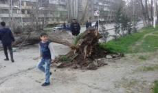 Kürdəmirdə külək iri gövdəli ağacları aşırıb