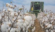 Tarlada növbəti kütləvi zəhərlənmə: 80 nəfər...