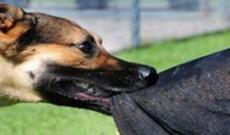 Şəkinin Baş Göynük kəndində 7 nəfəri it dişlədi: üçü uşaqdır