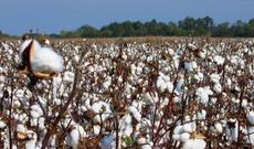 Nazirlikdə iclas - Zəhərlənmə ilə bağlı tapşırıqlar verildi