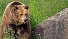 Ayıların basqınına məruz qalan kənddə fövqəladə vəziyyət hökm sürür