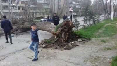 Kürdəmirdə külək iri gövdəli ağacları aşırıb