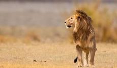 Kərkədan ovuna çıxan brokonyerləri şirlər parçalayıb