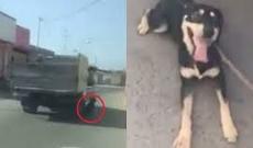 Bakıda öküzü maşına bağlayıb sürüdülər - VİDEO