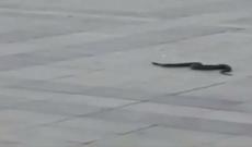 Bakı bulvarında görünən ilanlarla bağlı — Rəsmi açıqlama (VİDEO)