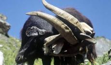 Helikopterlə kişini dağ keçisinin əlindən aldılar