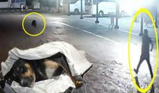 Bakıda qeyri-adi hadisə — Üzərinə hücum edən iti bıçaqladı