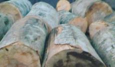 Qanunsuz yolla əldə edilmiş meşə materialı aşkar edilib