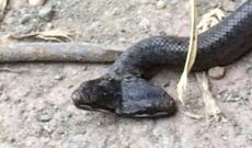 Türkiyədə ikibaşlı ilan tapıldı