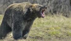 Ayı kəndə hücum etdi, 40 pətək bal yedi