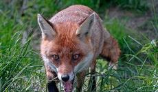 Tülkü maşinistə hücum edərək xəsarət yetirib