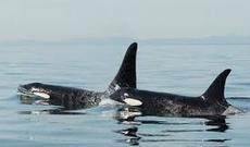 Kanadada balina yaxtanı itələyərək gəmi ilə toqquşdurub - VİDEO