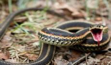 Bakını ilanlar basıb? - 27 nəfəri ilan sancıb