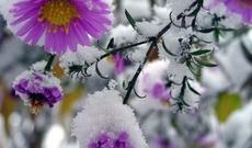 Gürcüstana qar yağdı – VİDEO