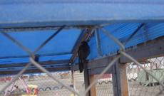 Vəhşi quş saxlayanlar cərimə edilib