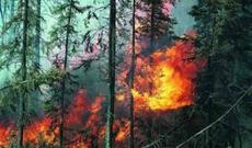 Meşəni yandıranlara atəş açmağa icazə verildi