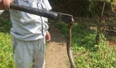 Ot yığan şəxsi ilan sancdı - Vəziyyəti ağırdır