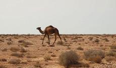 Şəhriyar Məmmədyarov ABŞ-da superturnirdə iştirak edəcək